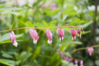 özellikle ahenkli bir atmosfer modern ofisler zaman bir iç dekorasyon oluşturmak için yapılmış güzel kır çiçekleri