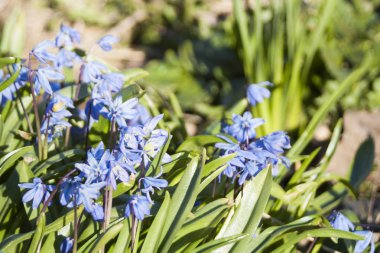 özellikle ahenkli bir atmosfer modern ofisler zaman bir iç dekorasyon oluşturmak için yapılmış güzel kır çiçekleri