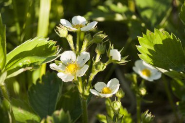 özellikle ahenkli bir atmosfer modern ofisler zaman bir iç dekorasyon oluşturmak için yapılmış güzel kır çiçekleri