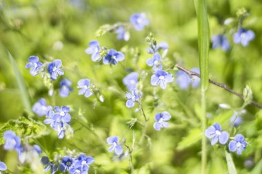 özellikle ahenkli bir atmosfer modern ofisler zaman bir iç dekorasyon oluşturmak için yapılmış güzel kır çiçekleri