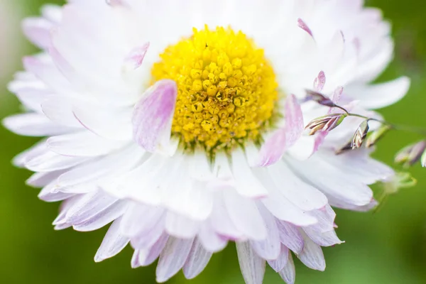 Schöne Wildblumen Die Speziell Für Die Schaffung Einer Harmonischen Atmosphäre — Stockfoto