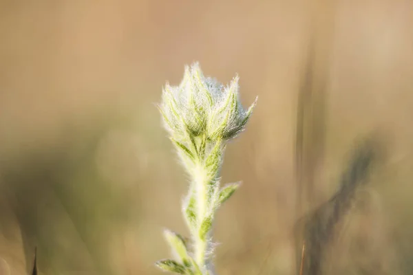 Hermosas Flores Silvestres Hechas Especialmente Para Crear Ambiente Armonioso Las — Foto de Stock