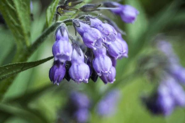 Belas Flores Silvestres Feitas Especialmente Para Criar Uma Atmosfera Harmoniosa — Fotografia de Stock