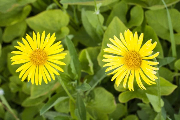 Beautiful Wild Flowers Made Especially Creating Harmonious Atmosphere Modern Offices — Stock Photo, Image