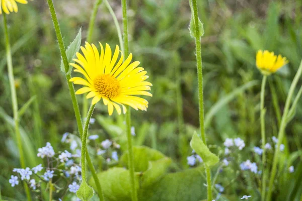 Schöne Wildblumen Die Speziell Für Die Schaffung Einer Harmonischen Atmosphäre — Stockfoto