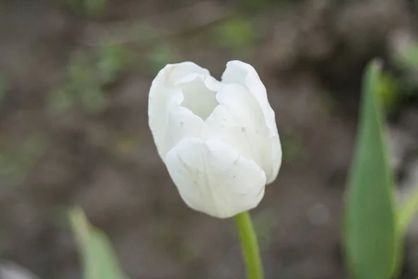 Hermosas Flores Silvestres Hechas Especialmente Para Crear Ambiente Armonioso Las — Foto de Stock