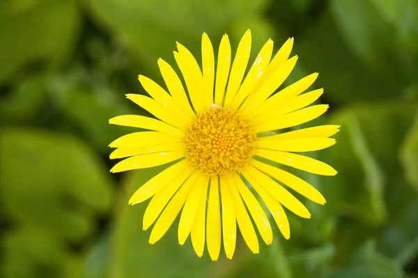 Beautiful Wild Flowers Made Especially Creating Harmonious Atmosphere Modern Offices — Stock Photo, Image