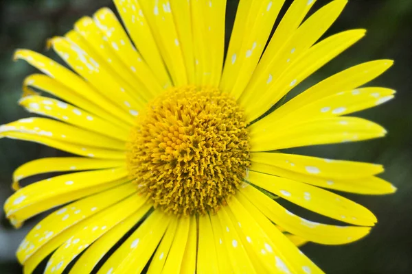 Beautiful Wild Flowers Made Especially Creating Harmonious Atmosphere Modern Offices — Stock Photo, Image