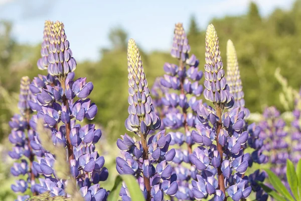 Belles Fleurs Sauvages Faites Spécialement Pour Créer Une Atmosphère Harmonieuse — Photo