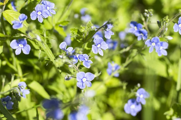 Mooie Wilde Bloemen Die Speciaal Voor Het Maken Van Een — Stockfoto