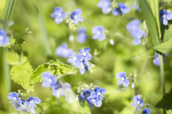 Mooie Wilde Bloemen Die Speciaal Voor Het Maken Van Een — Stockfoto