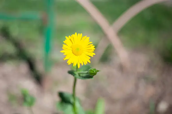 Yellow flower in the garden — Stock Photo, Image