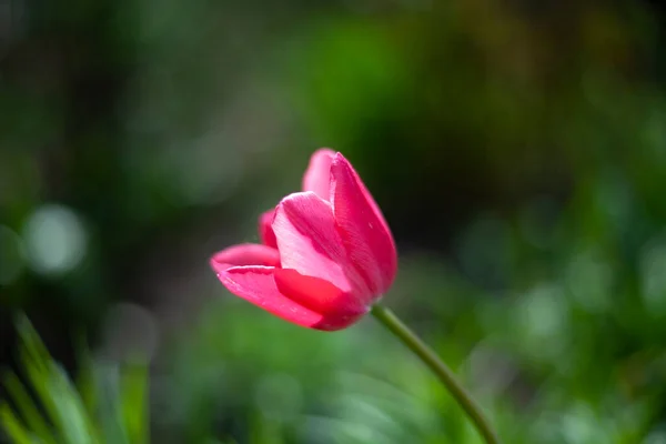 Bahçedeki kırmızı çiçek. — Stok fotoğraf