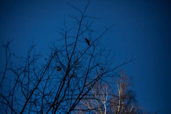 Krähen fliegen am Himmel. — Stockfoto
