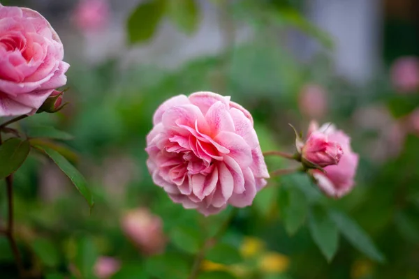 Roze roos op een struik. Bloem in de tuin. — Stockfoto