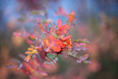 Sonbaharda kırmızı rowan yaprağı. 