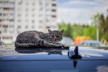 Arabanın çatısındaki kedi.. 