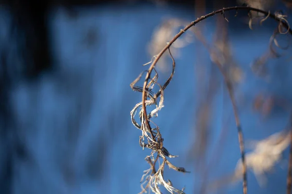 Plante sèche dans la nature. — Photo