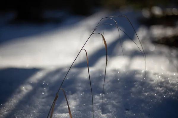 Plante sèche dans la nature. — Photo