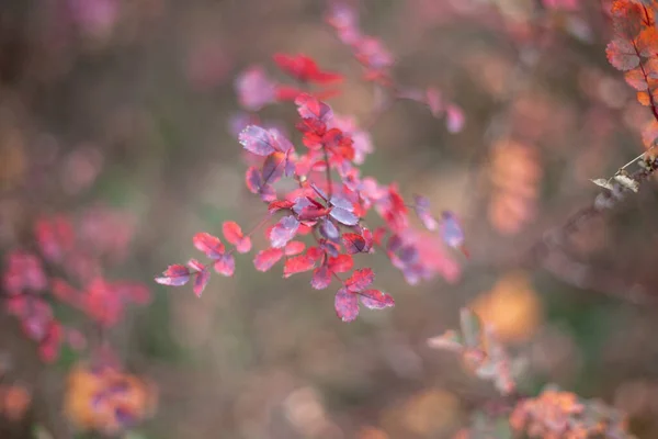 Feuille de rowan rouge à l'automne. — Photo