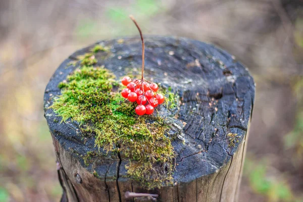 Kırmızı böğürtlen bir kütüğün üzerinde. — Stok fotoğraf