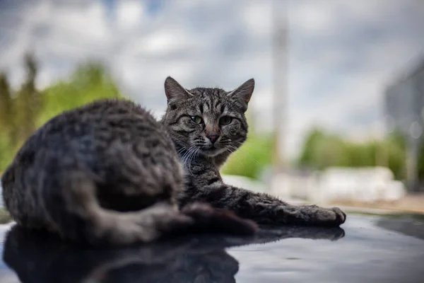 Katt på bilens tak. — Stockfoto