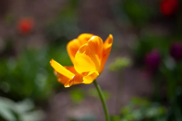 Bahçedeki çiçek.. — Stok fotoğraf