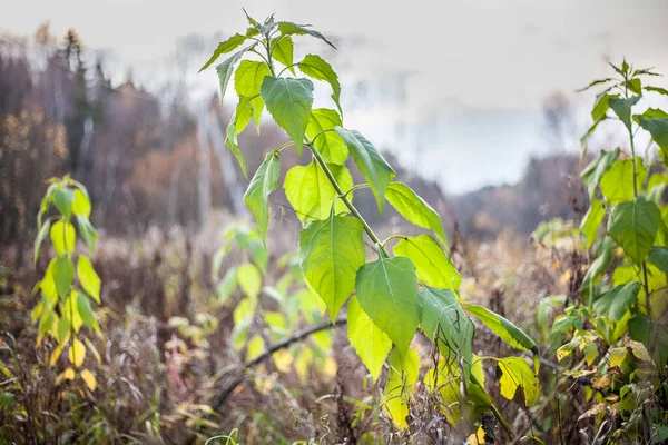 Planten in de tuin. Herfst kleuren in de natuur. — Stockfoto