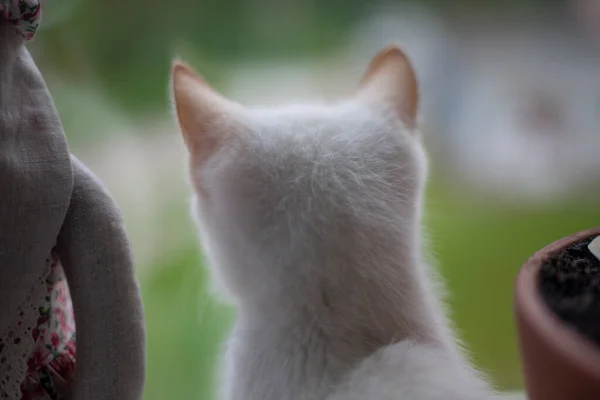 Weißes Kätzchen sitzt am Fenster. — Stockfoto