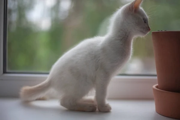 Gatito blanco está sentado en la ventana . — Foto de Stock