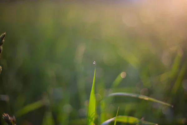 Drop on a blade of grass. Golden hour at dawn.