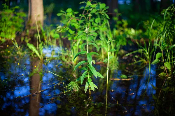 Pianta in acqua. Il cespuglio è stato inondato di pioggia. — Foto Stock