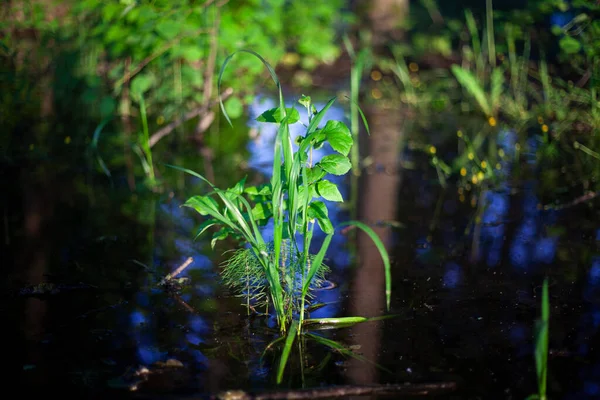Pianta in acqua. Il cespuglio è stato inondato di pioggia. — Foto Stock