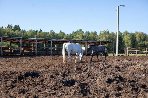 Horses on the farm. Horses walk in the paddock.