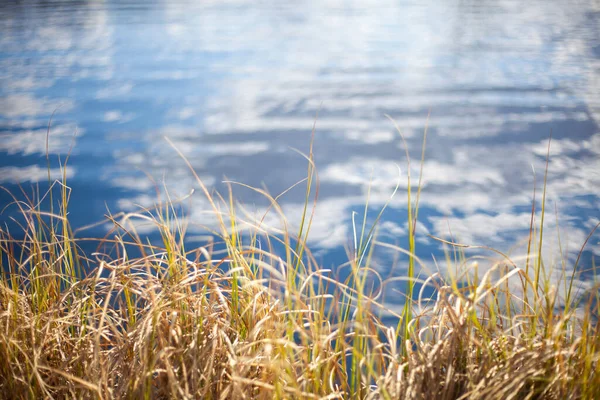 Plantas en las orillas de un lago pantanoso. Fondo de verano . — Foto de Stock