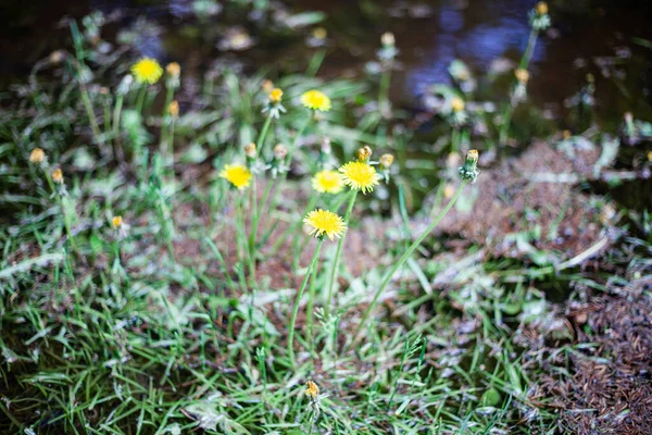 Flor amarilla sobre fondo de agua azul . — Foto de Stock