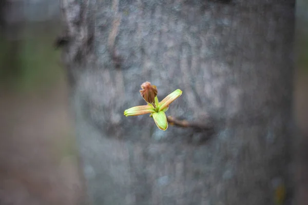 Germoglio di un ramo d'albero. Oggetto naturale. — Foto Stock