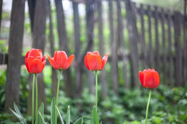 Tulips in the garden. Red color. — Stock Photo, Image