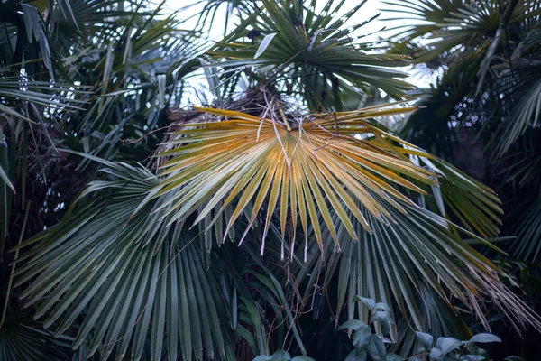 Palmbladeren. Schieten in de jungle. — Stockfoto