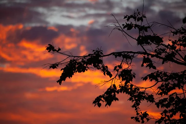 Nuvole rosso-rosa. Nuvole al tramonto. — Foto Stock