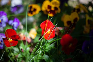Farklı renklerde bahçe çiçekleri.