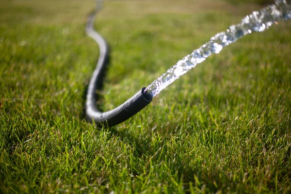 Water giet van een slang op het gazon. — Stockfoto