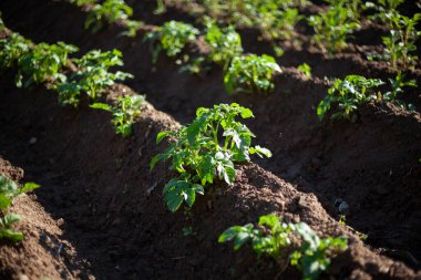 Patates bahçe yatağında yetişir..