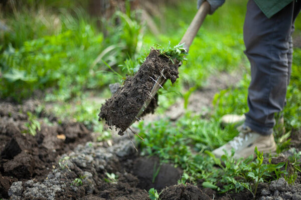 Digging up soil with a shovel.