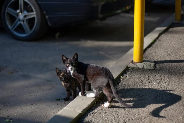 Безпритульні коти на вулиці . — стокове фото