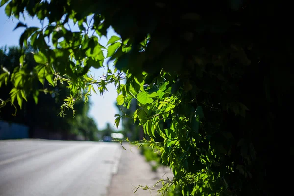 El arbusto crece por el camino . — Foto de Stock