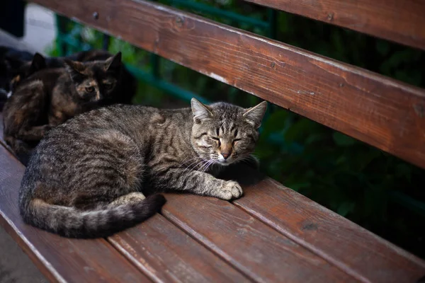 Gatos sin hogar en la calle. — Foto de Stock