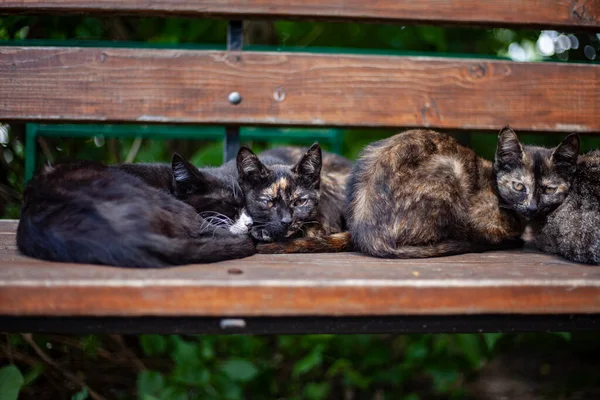 Homeless cats on the street. — Stock Photo, Image