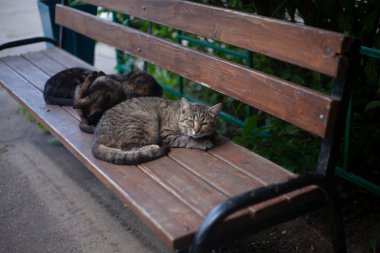 Sokaktaki evsiz kediler.