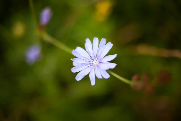 Wildblume. Pflanze auf dem Feld. — Stockfoto